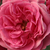 Roz - Trandafir de parc - Elmshorn®